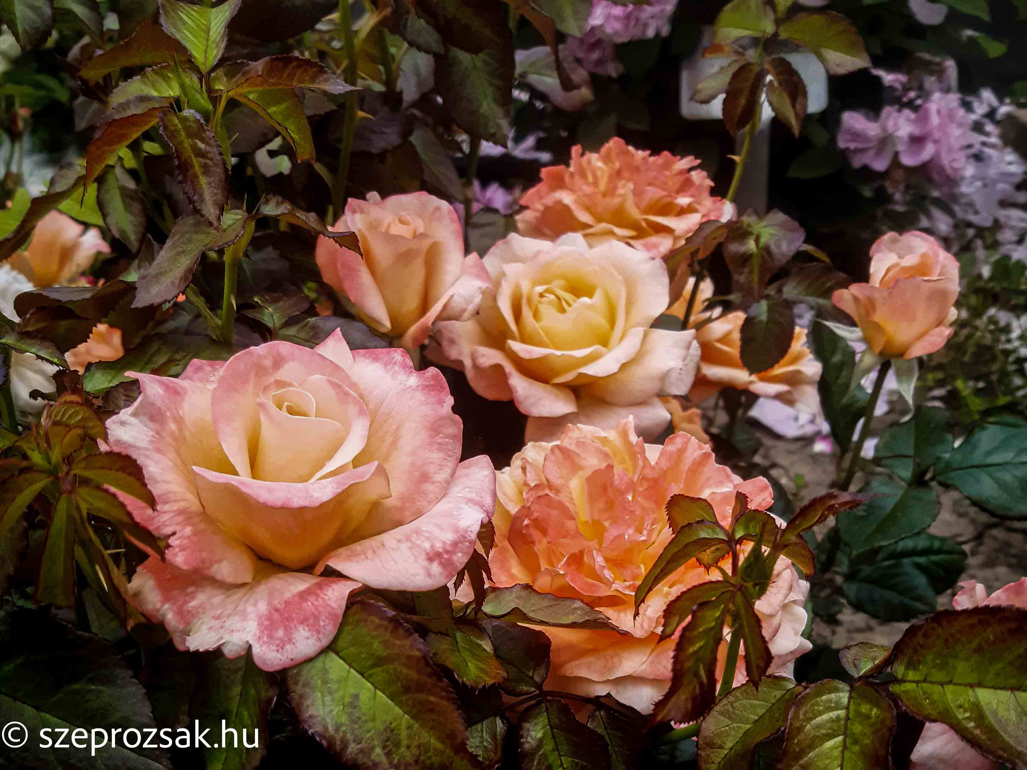 Virágágyi rózsák