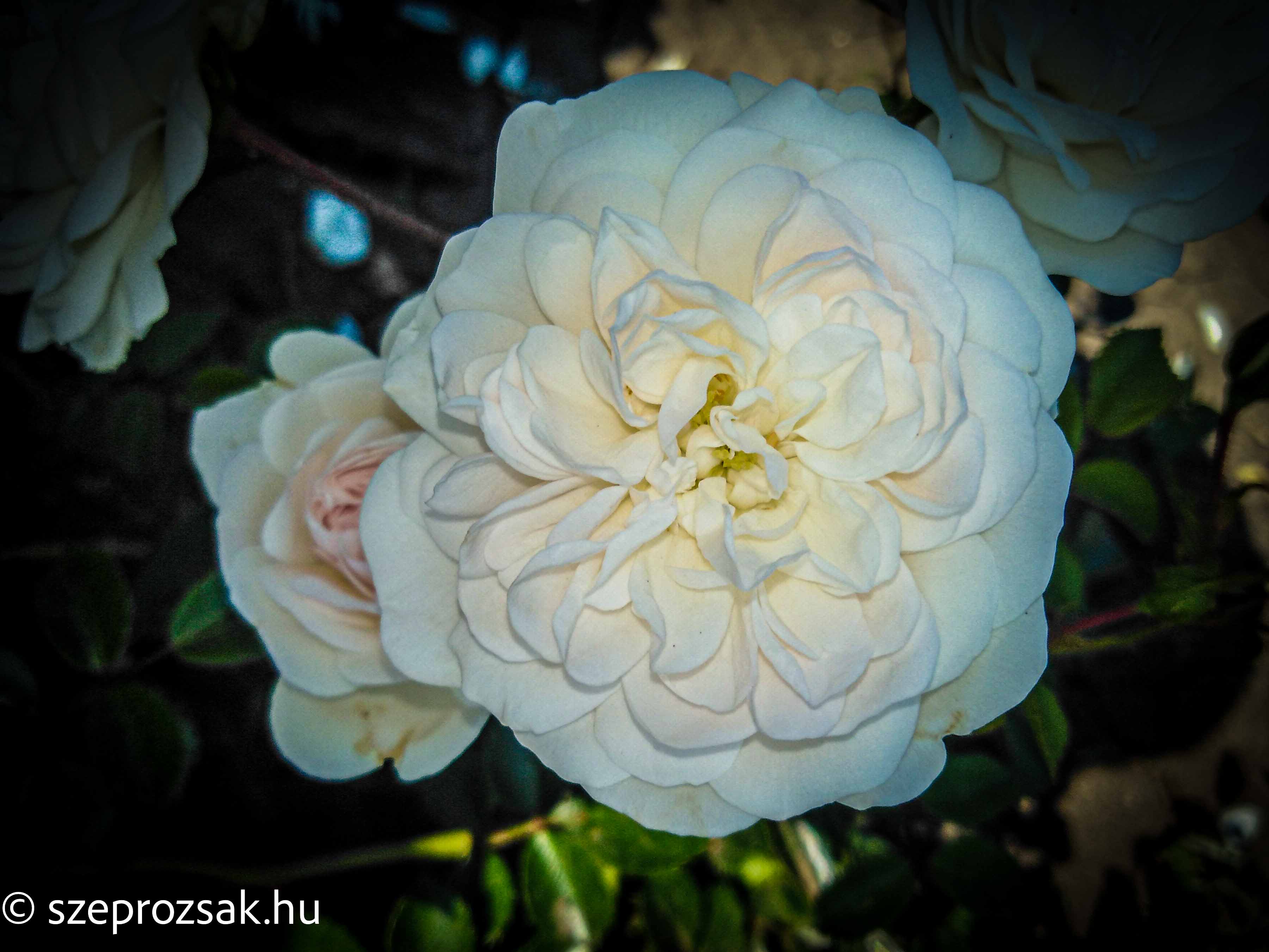 Talajtakaró Rózsák