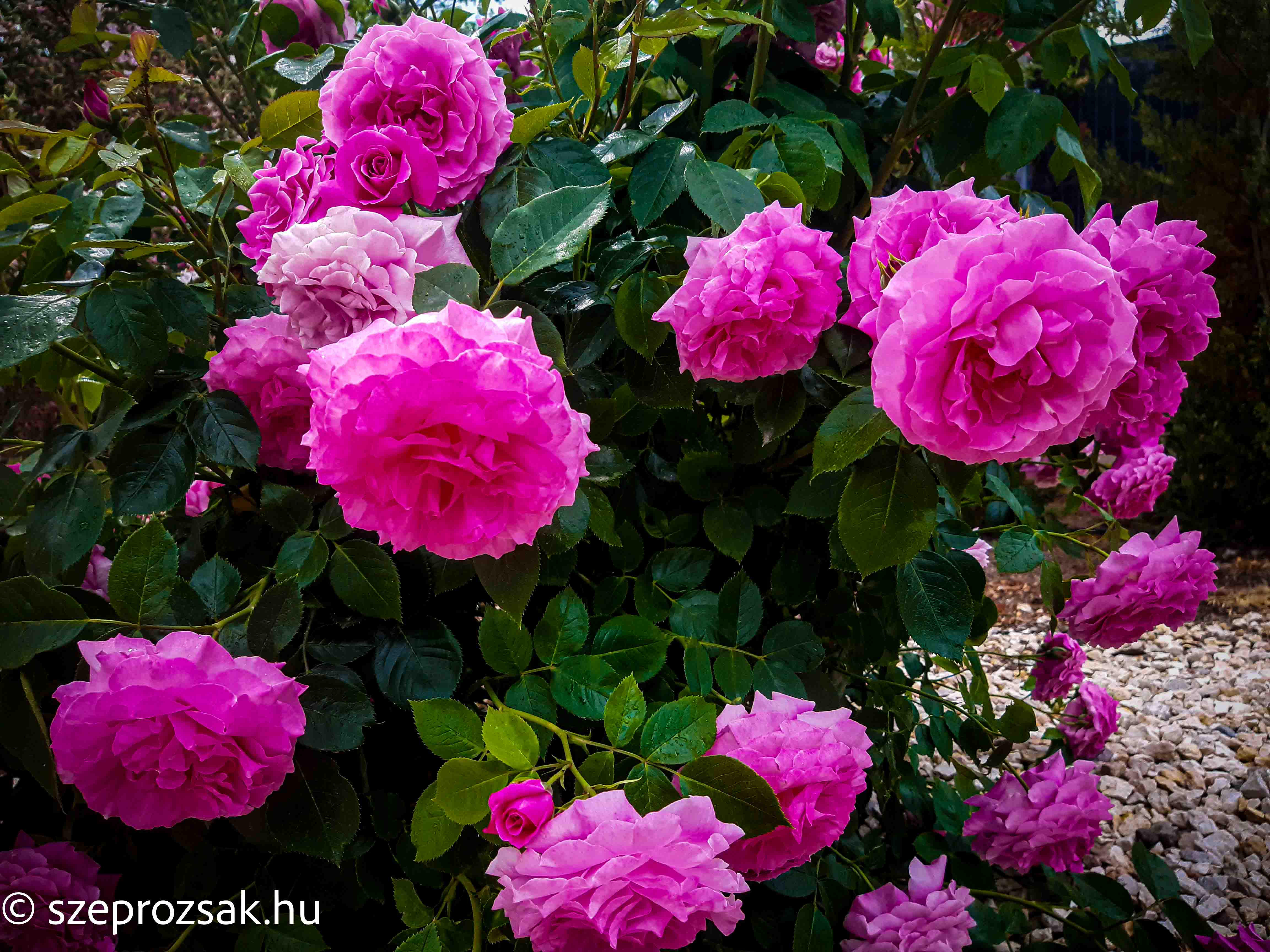 Bokorrózsák