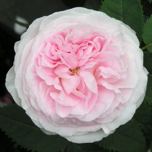 Történelmi Rózsák